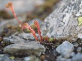 Sedum tenellum. Отцветшие растения. Карачаево-Черкесия, Урупский р-н, Кавказский биосферный заповедник, Имеретинские озёра, дол. оз. Географов, ≈ 2700 м н.у.м., на скалах. 27.07.2022.