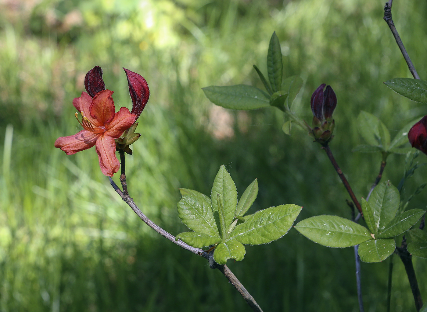 Изображение особи род Rhododendron.