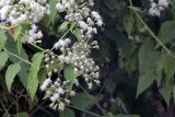 Chromolaena odorata. Ветвь с листьями и соцветиями. Индия, штат Уттаракханд, округ Найнитал, Jim Corbett National Park. 02.12.2002.