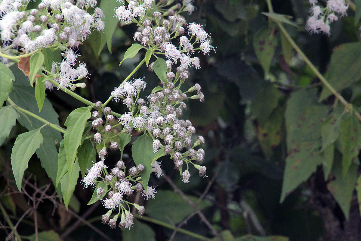 Image of Chromolaena odorata specimen.