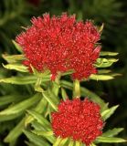 Смотреть изображение Rhodiola linearifolia