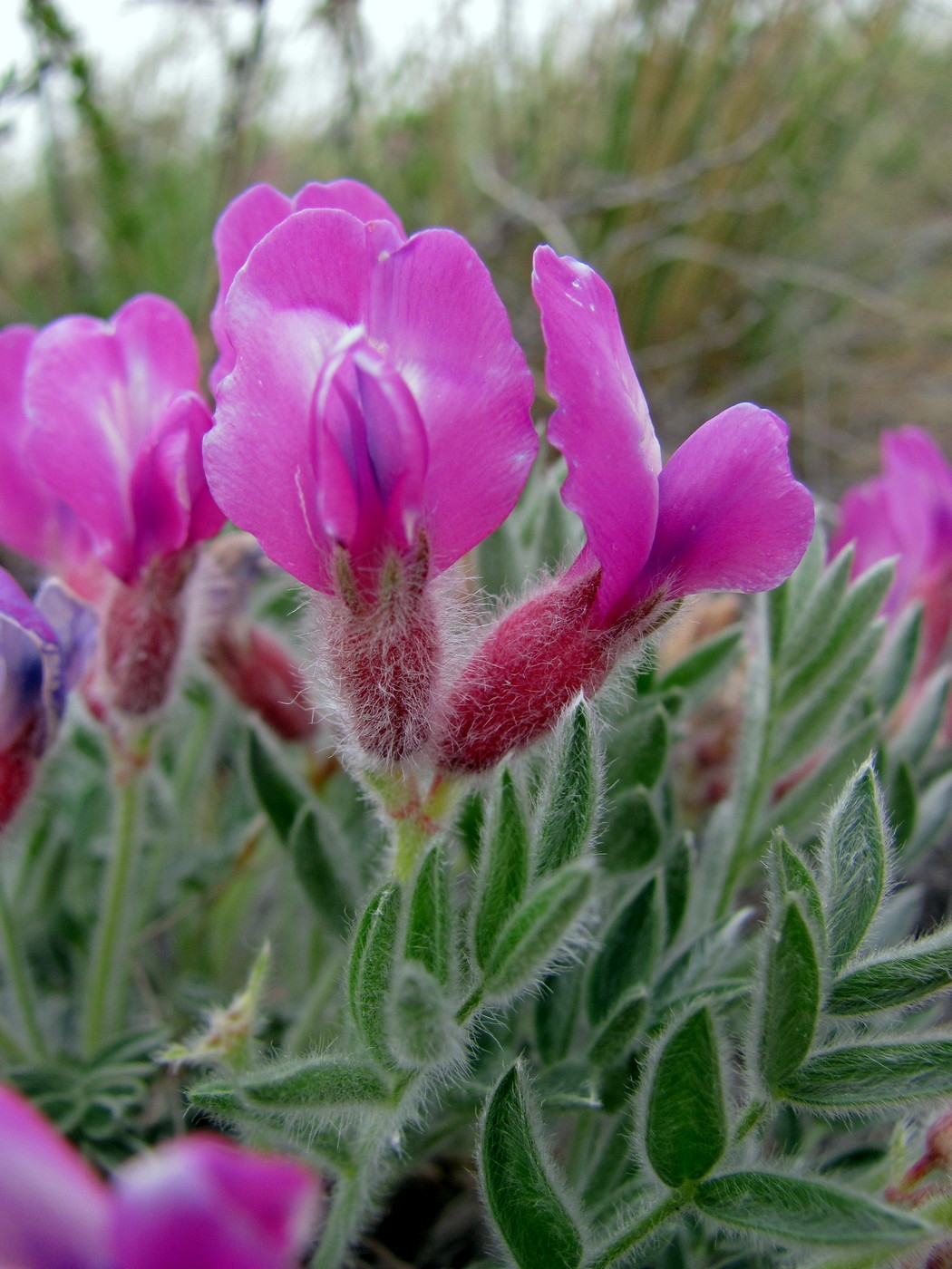 Image of Oxytropis ampullata specimen.