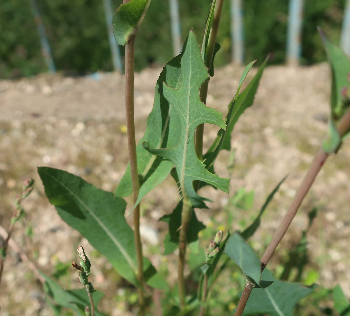 Изображение особи Lactuca serriola.