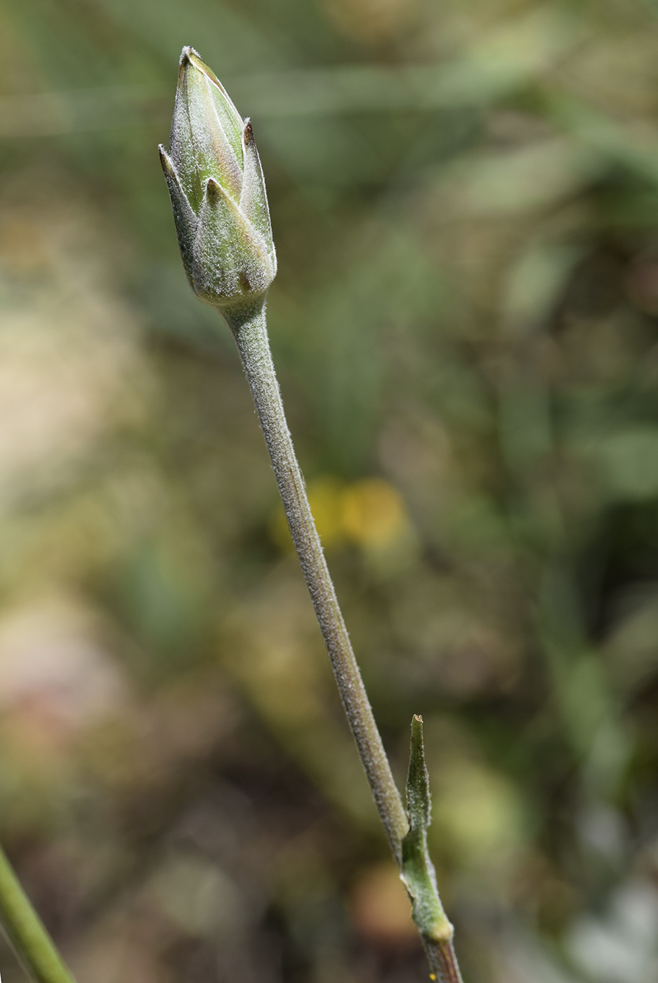 Изображение особи Scorzonera crispatula.