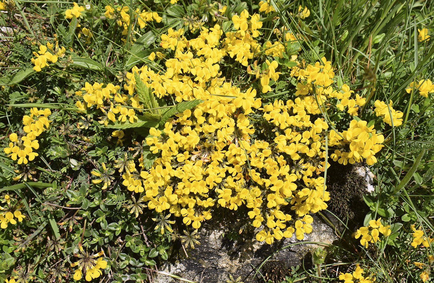 Image of Hippocrepis comosa specimen.