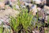 Plantago maritima