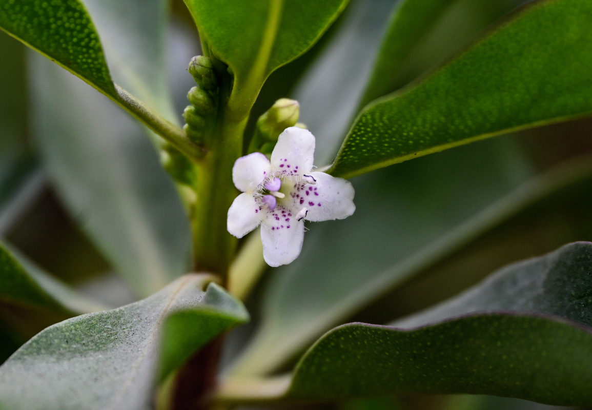 Изображение особи Myoporum laetum.