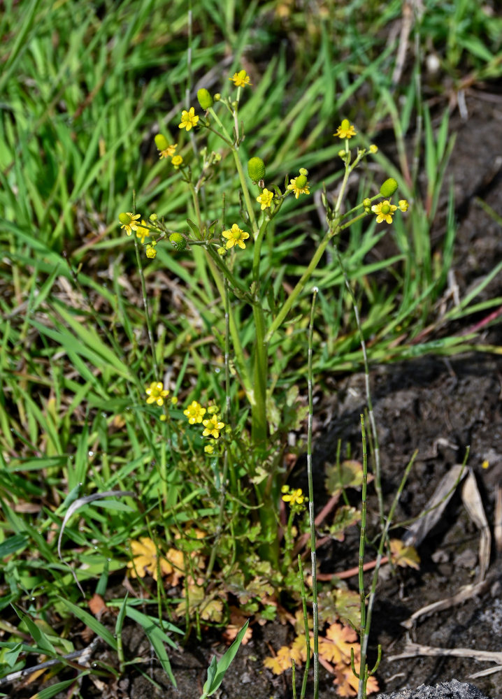 Изображение особи Ranunculus sceleratus.