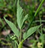 Aegopodium podagraria. Лист (вид на абаксиальную поверхность). Тульская обл., Плавский р-н, окр. пос. Молочные Дворы, край лесополосы. 09.06.2023.