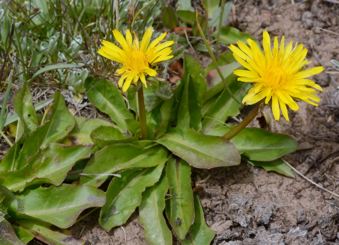 Image of Taraxacum maracandicum specimen.