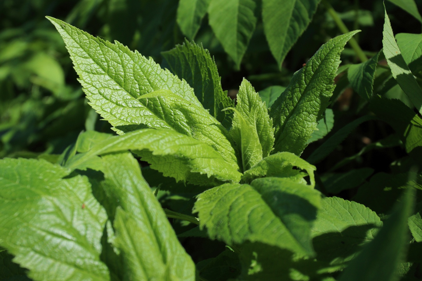 Image of Campanula latifolia specimen.