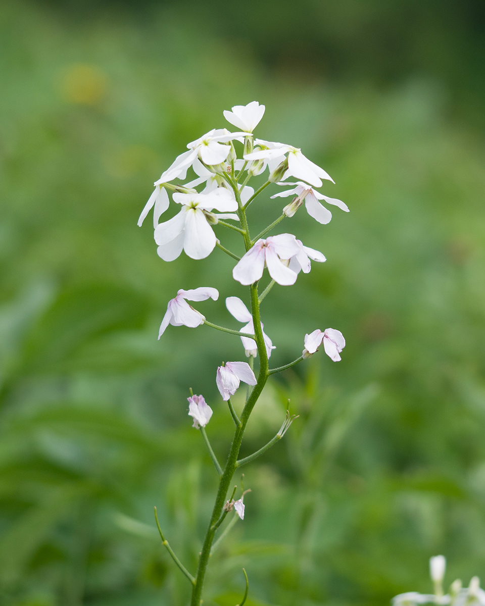 Image of Hesperis voronovii specimen.