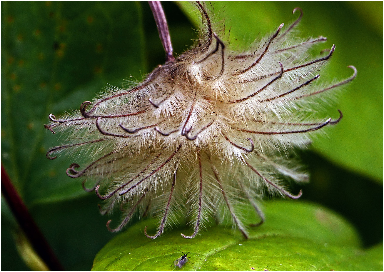 Image of Clematis &times; jackmanii specimen.