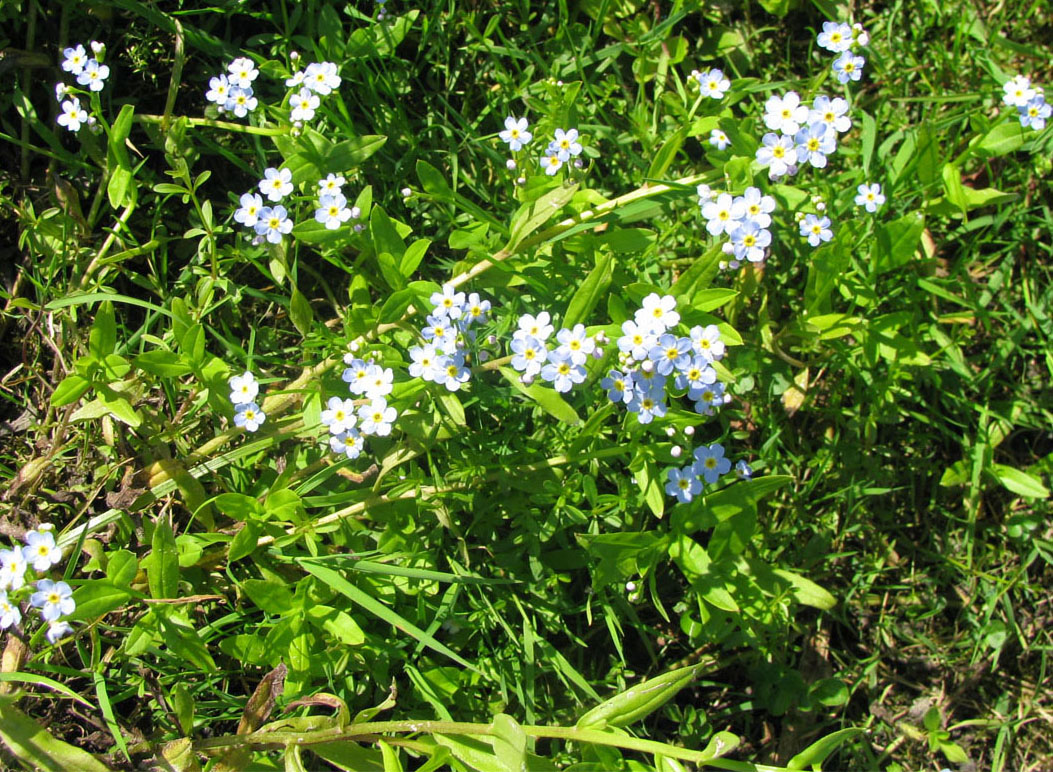 Изображение особи Myosotis palustris.