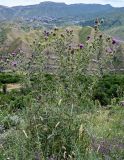 Cirsium ciliatum. Цветущие растения. Дагестан, Гунибский р-н, окр. с. Гамсутль, ≈ 1400 м н.у.м., луговой склон. 29.07.2022.
