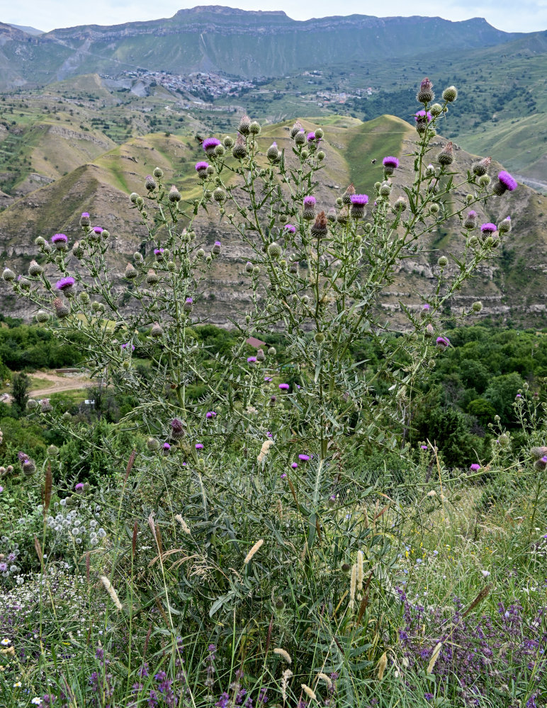 Изображение особи Cirsium ciliatum.