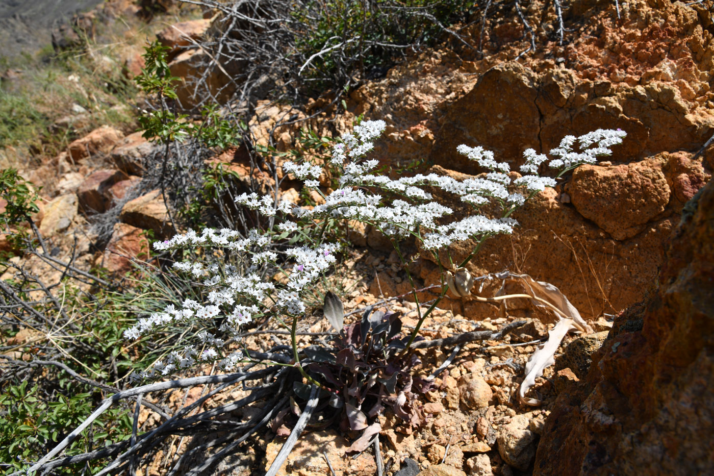 Image of Goniolimon strictum specimen.