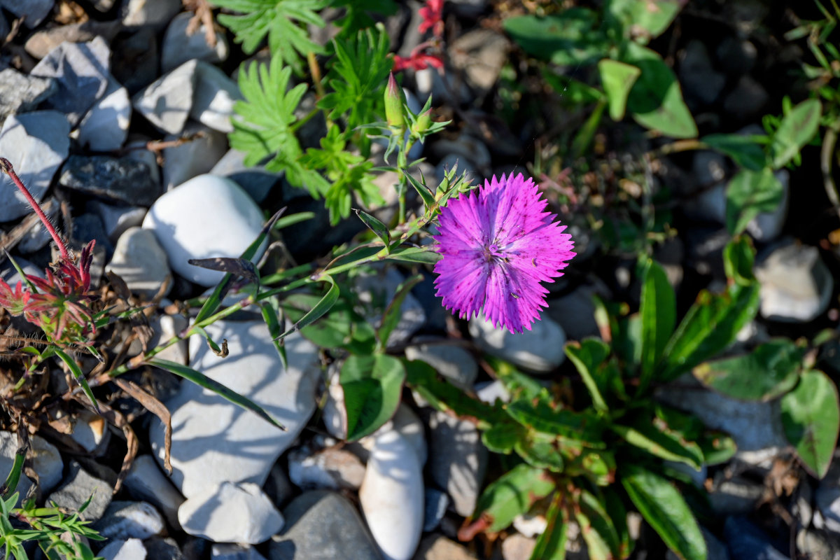 Изображение особи Dianthus caucaseus.