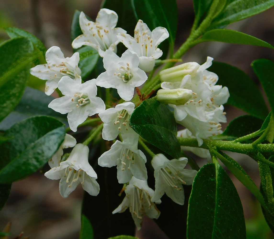 Image of Rhododendron &times; intermedium specimen.