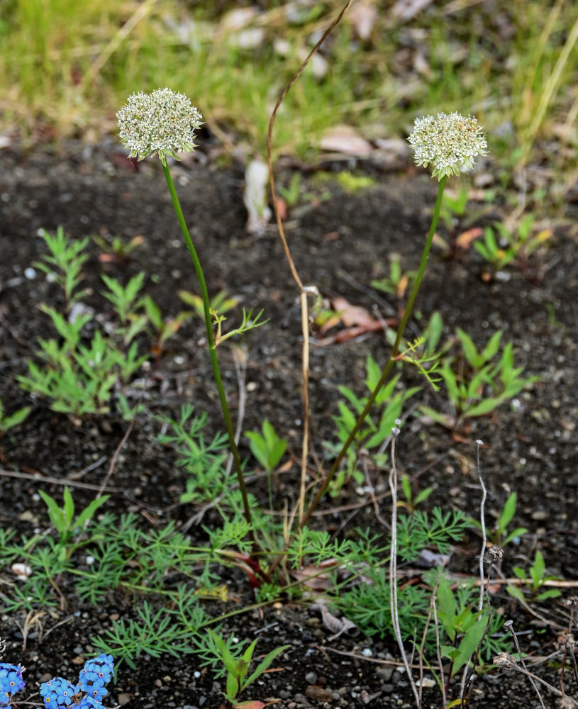 Изображение особи Pachypleurum alpinum.