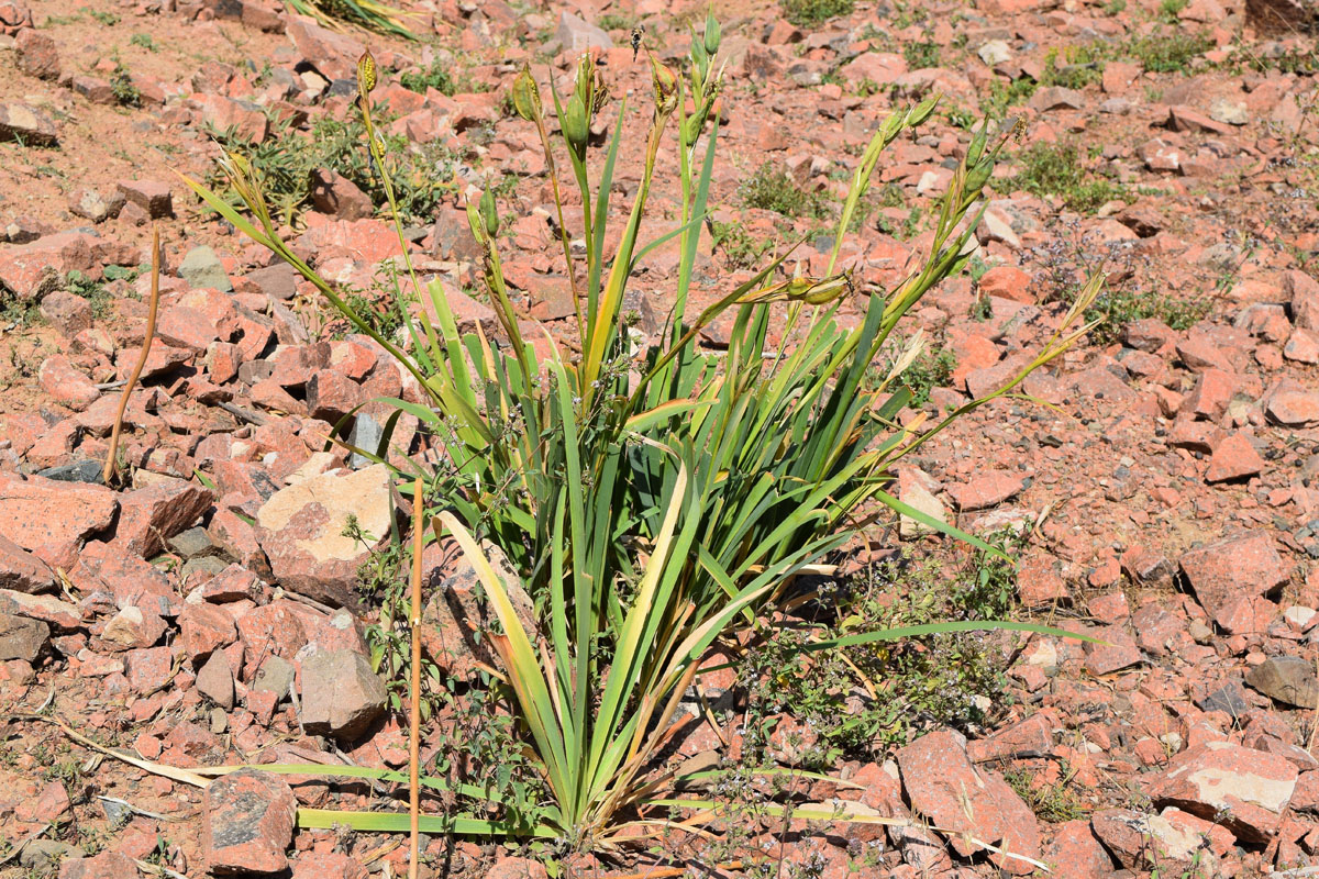 Image of Iris sogdiana specimen.