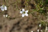 Minuartia circassica