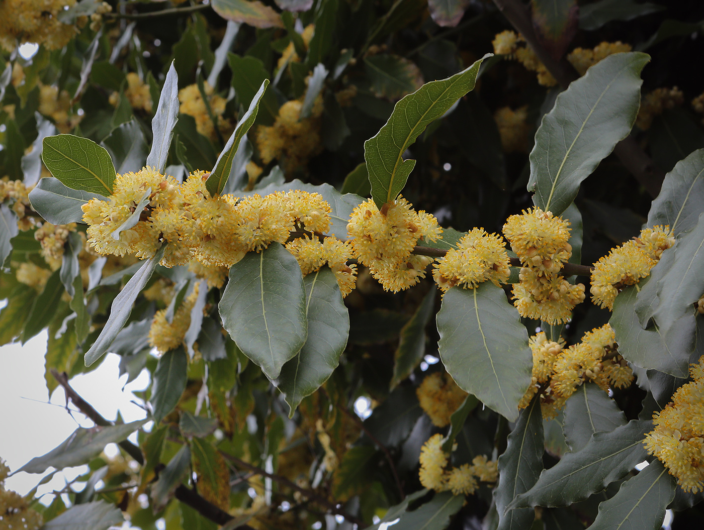 Изображение особи Laurus nobilis.