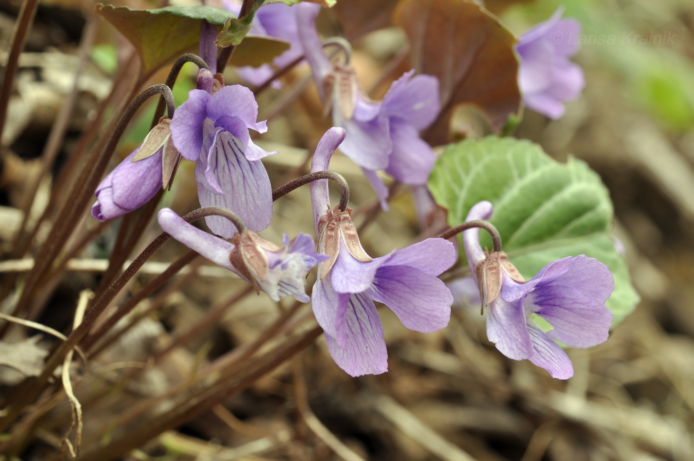 Изображение особи Viola variegata.