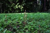 Orobanche pallidiflora. Цветущие растения. Санкт-Петербург, Пушкинский р-н, г. Павловск, Павловский парк. 11.07.2023.