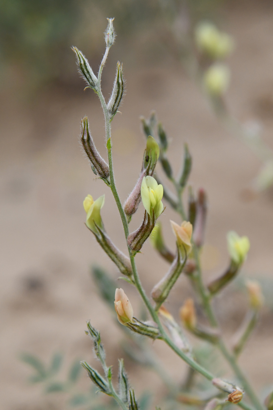 Image of Astragalus turczaninowii specimen.