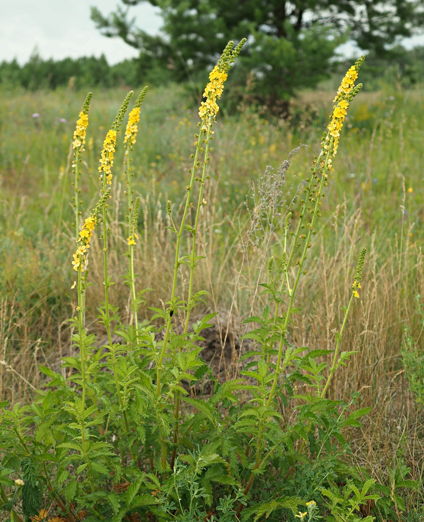 Image of Agrimonia eupatoria specimen.