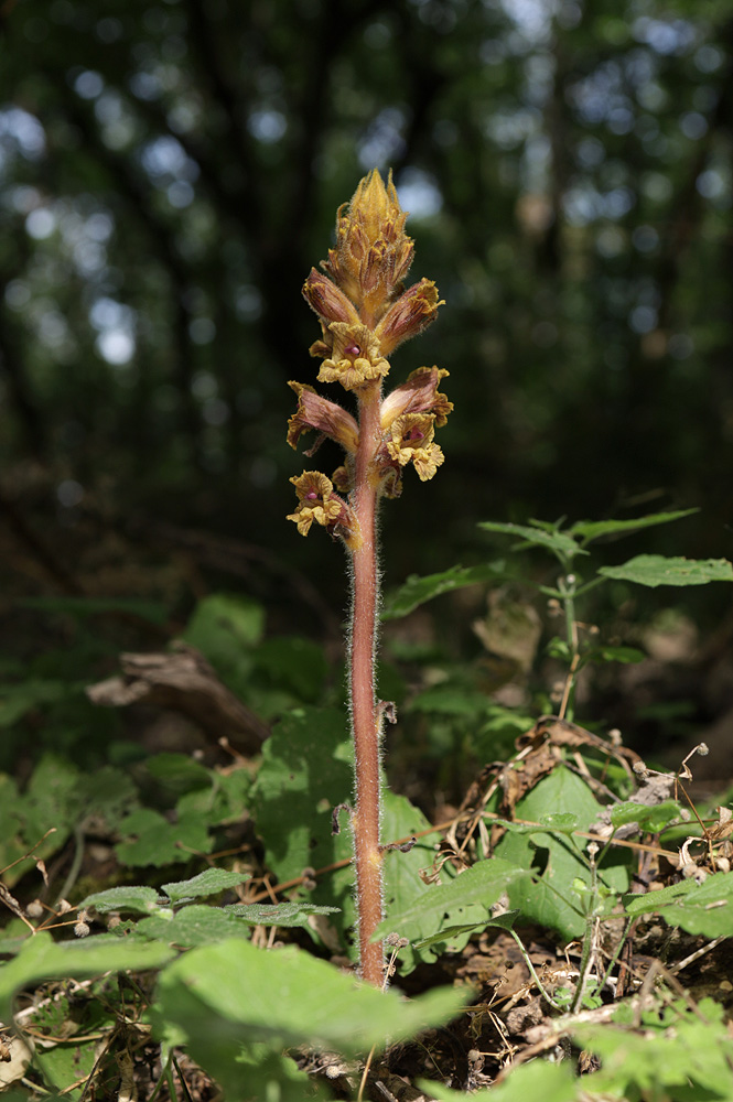 Изображение особи Orobanche laxissima.