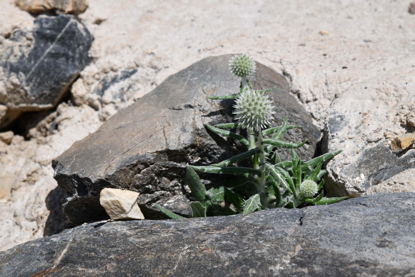 Image of Echinops nanus specimen.