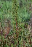 Rumex crispus. Часть побега с соцветиями. Московская обл., Павловская слобода, опушка смешанного леса, залежь. 11.06.2007.