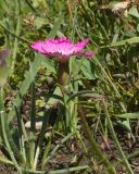 Dianthus oschtenicus. Цветущее растение. Кабардино-Балкария, Черекский р-н, окр. с/п Верхняя Балкария, южный склон горы Мехтеген, ≈ 2400 м н.у.м., альпийский луг. 29.07.2024.