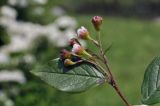 Cotoneaster lucidus. Верхушка побега с соцветием. Приморский край, г. Владивосток, о. Русский, кампус ДВФУ, в озеленении. 28.06.2023.