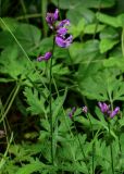 genus Polygala. Цветущее растение. Грузия, Самцхе-Джавахети, национальный парк \"Боржоми-Харагаули\", опушка смешанного леса. 11.06.2023.