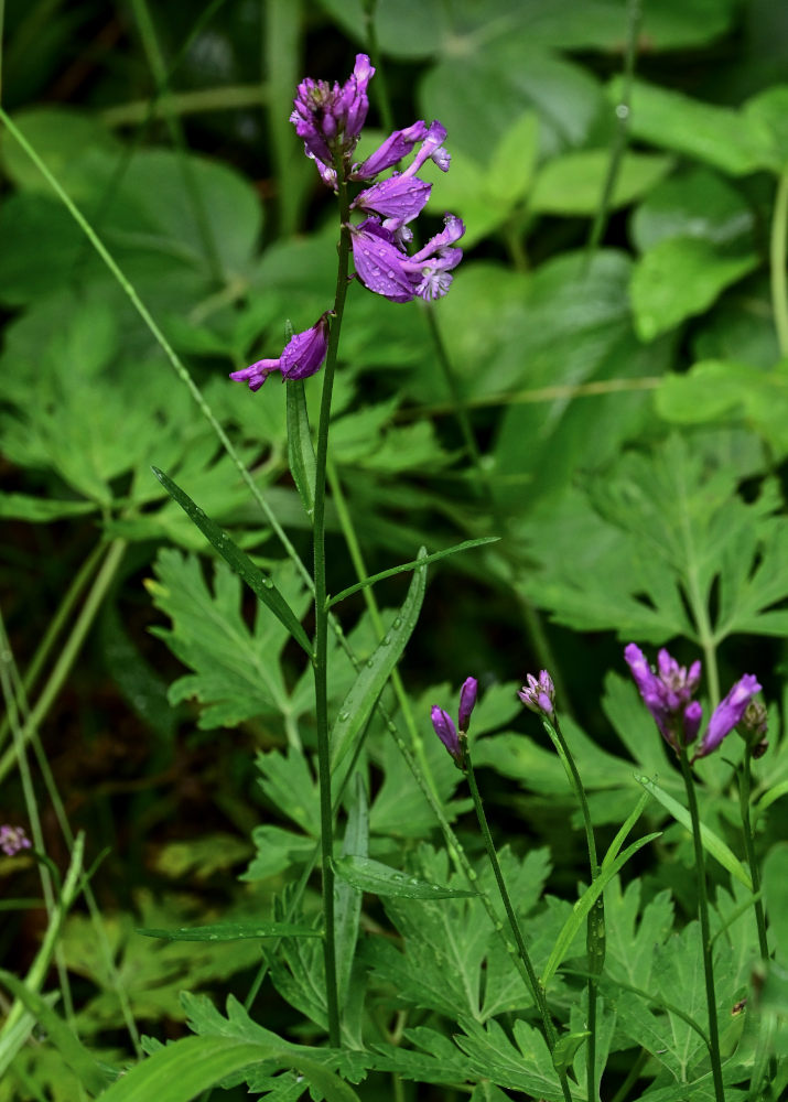 Image of genus Polygala specimen.