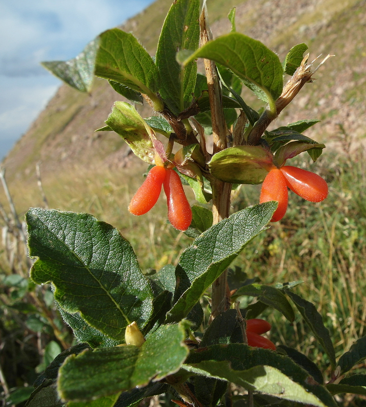 Image of Lonicera hispida specimen.