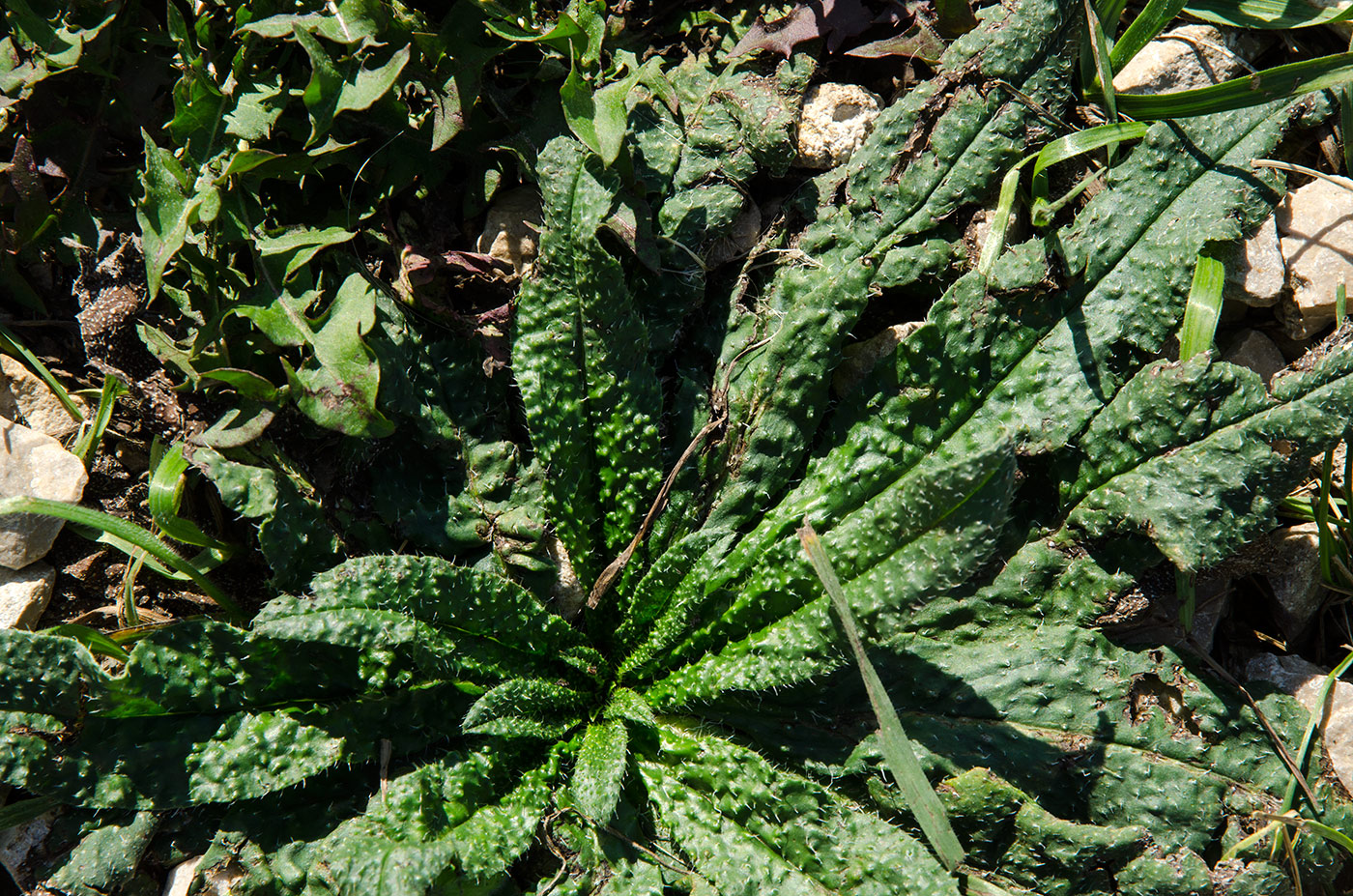 Изображение особи Echium vulgare.