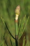 Equisetum fluviatile. Верхушка ветви со спороносящим стробилом. Ленинградская обл., Лужский р-н, окр. дер. Кемка, русло р. Луга, обсохшая прибрежная отмель. 13.06.2024.