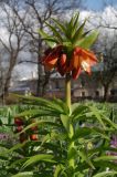 Fritillaria eduardii