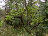 Catalpa bignonioides. Часть кроны вегетирующего дерева. Крым, Южный Берег, долина р. Алака (Сотера), обочина грунтовой дороги. 26.05.2024.