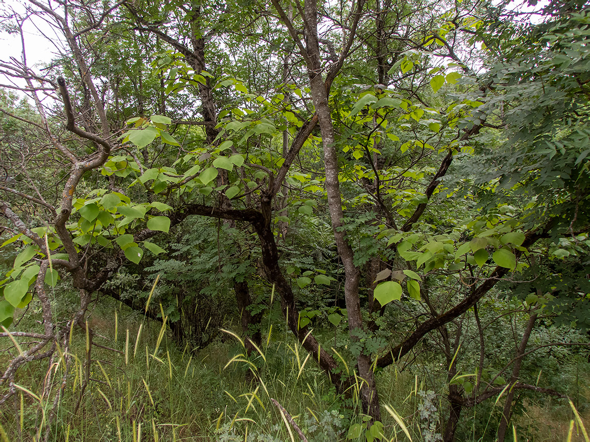 Изображение особи Catalpa bignonioides.