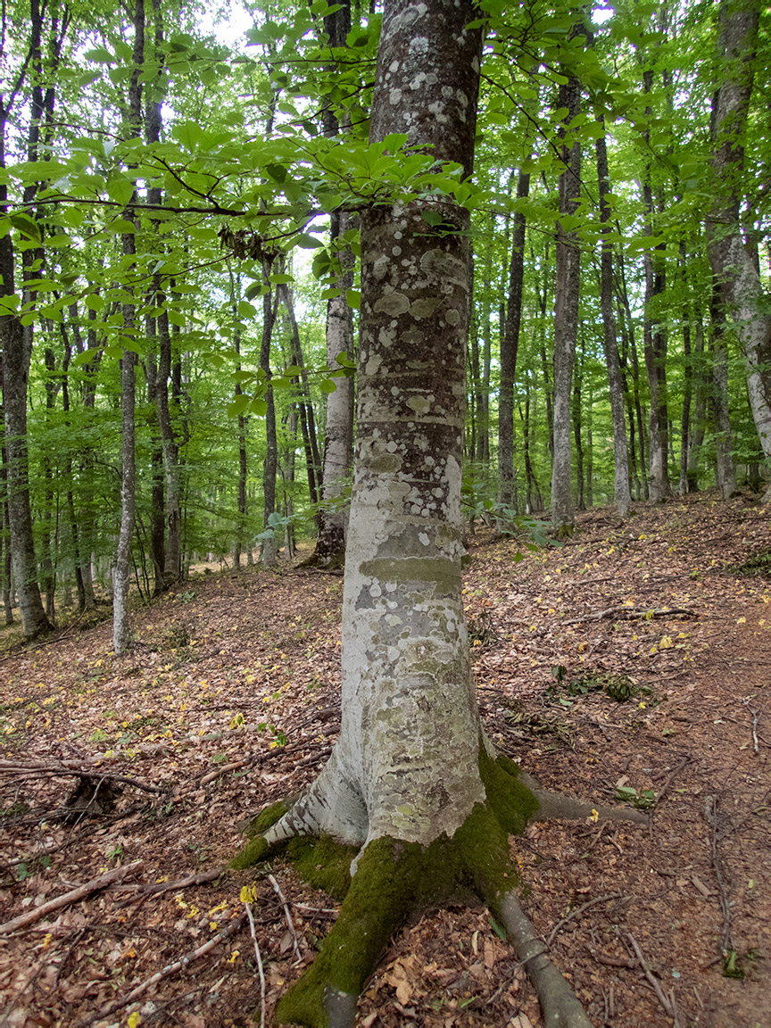 Image of Fagus &times; taurica specimen.