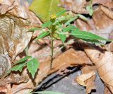 Bidens frondosa