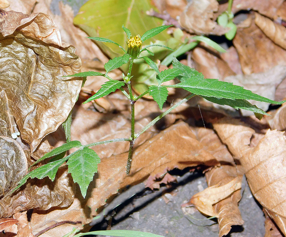 Image of Bidens frondosa specimen.