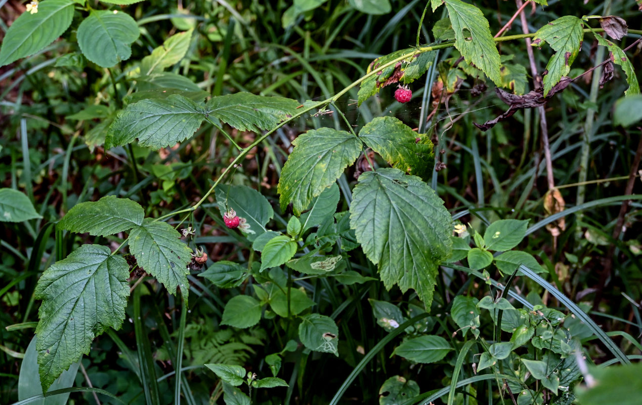 Изображение особи Rubus idaeus.