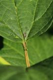 Viburnum opulus form roseum