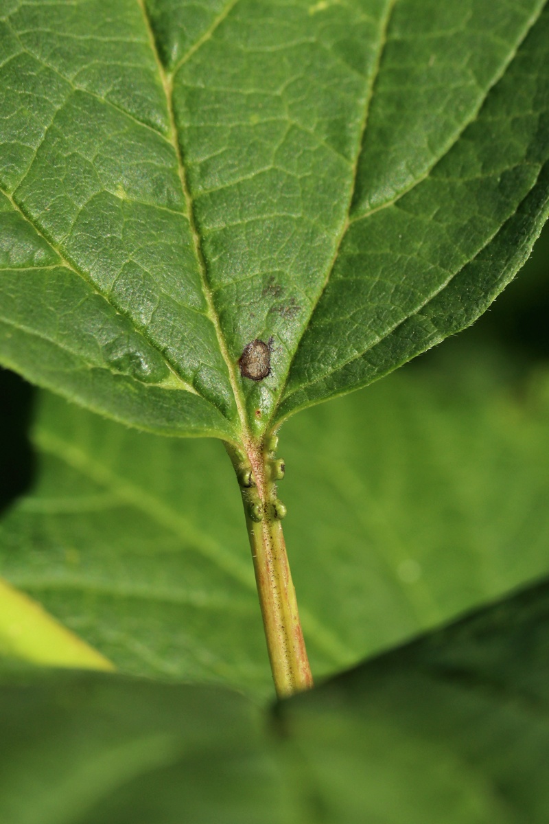 Изображение особи Viburnum opulus f. roseum.